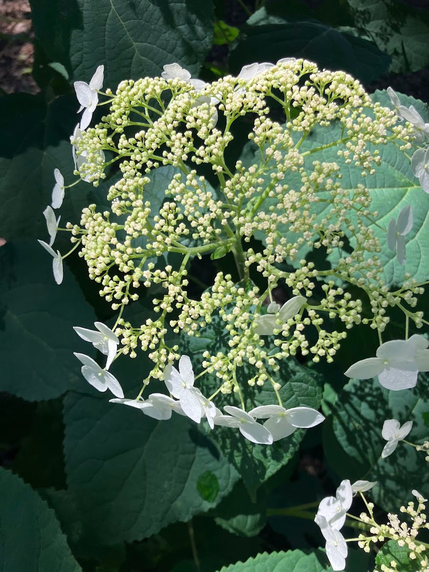 Hydrangea arborescens 'Haas Halo'