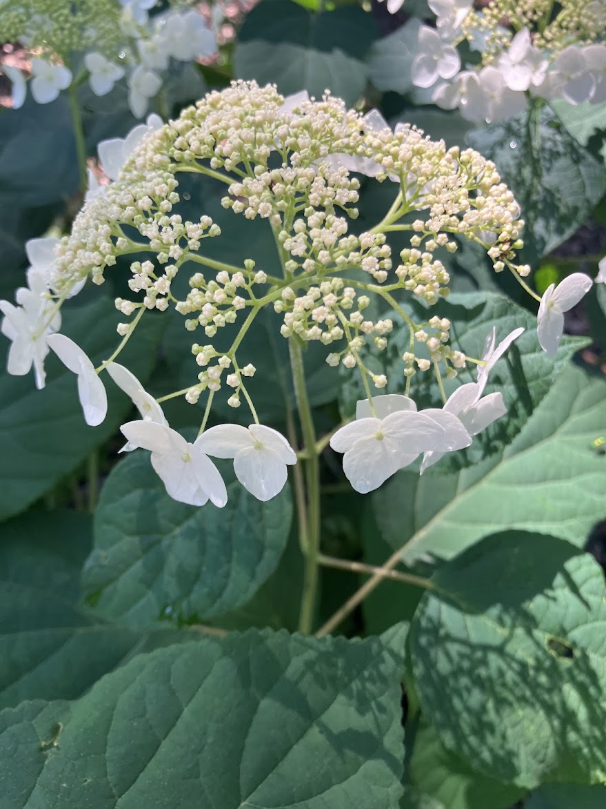 Hydrangea arborescens 'Haas Halo'