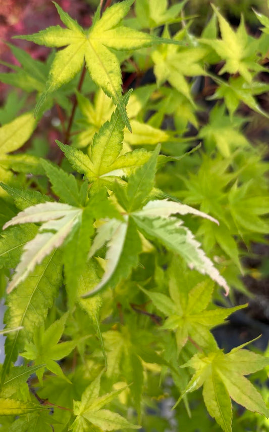 Acer palmatum 'Cotton Candy'