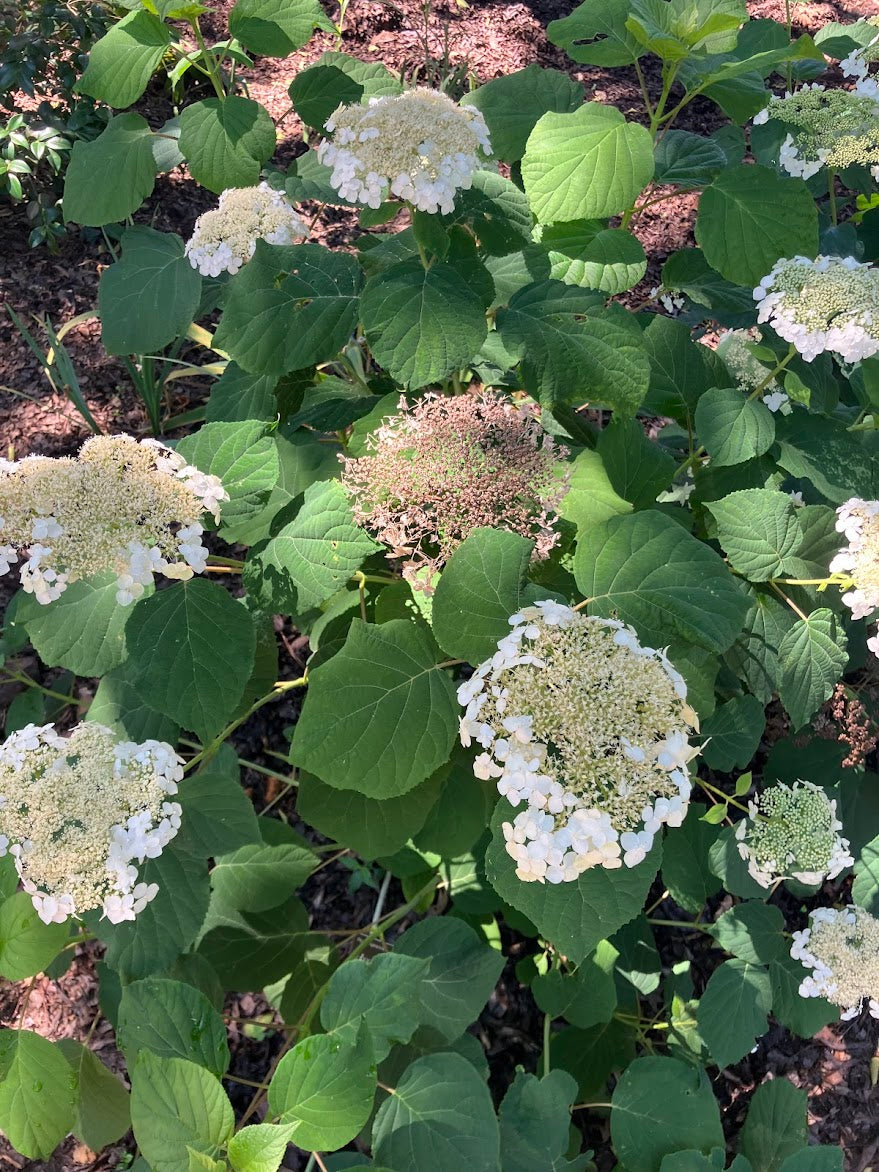 Hydrangea arborescens 'Haas Halo'