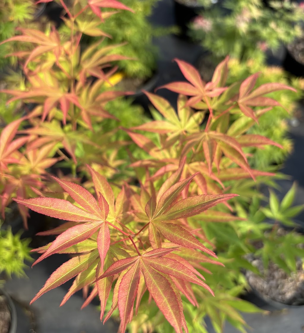 Acer sieboldianum 'Fire Flame'