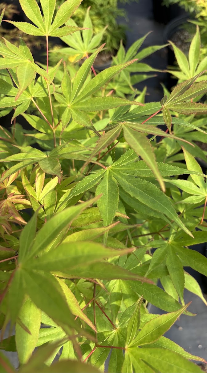 Acer sieboldianum 'Fire Flame'