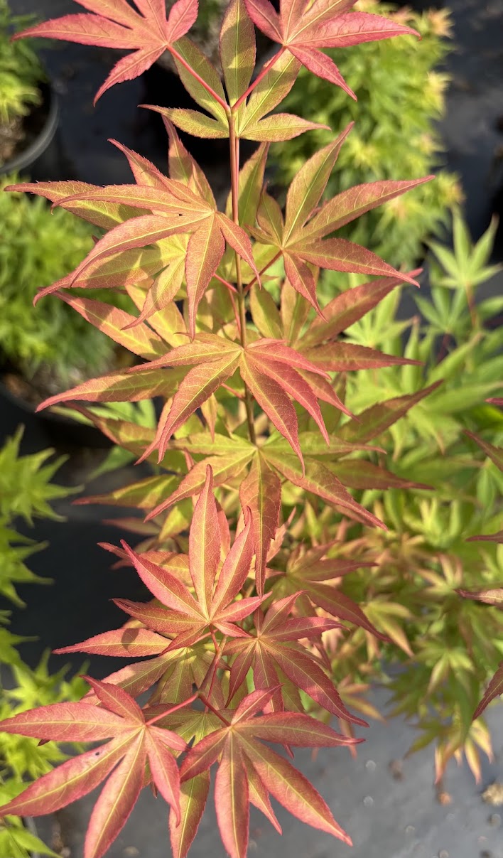 Acer sieboldianum 'Fire Flame'