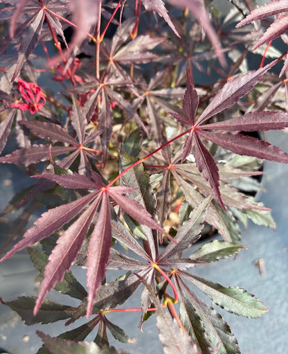 Acer palmatum 'Red Cloud'