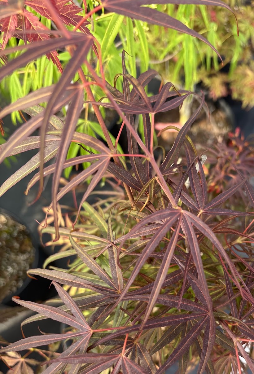 Acer palmatum 'Red Cloud'