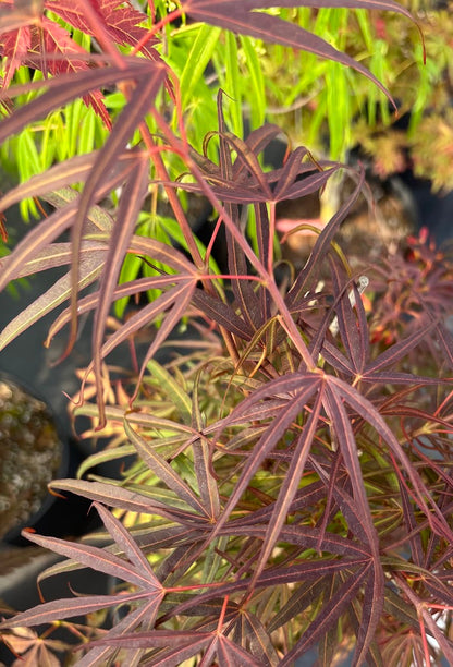 Acer palmatum 'Red Cloud'