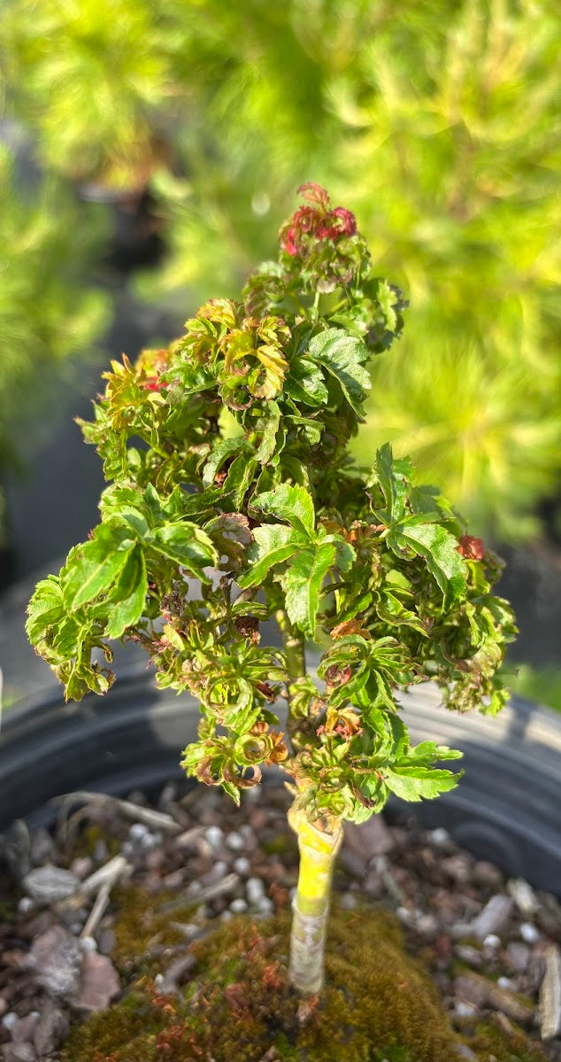 Acer palmatum 'Sir Happy' RARE!!!