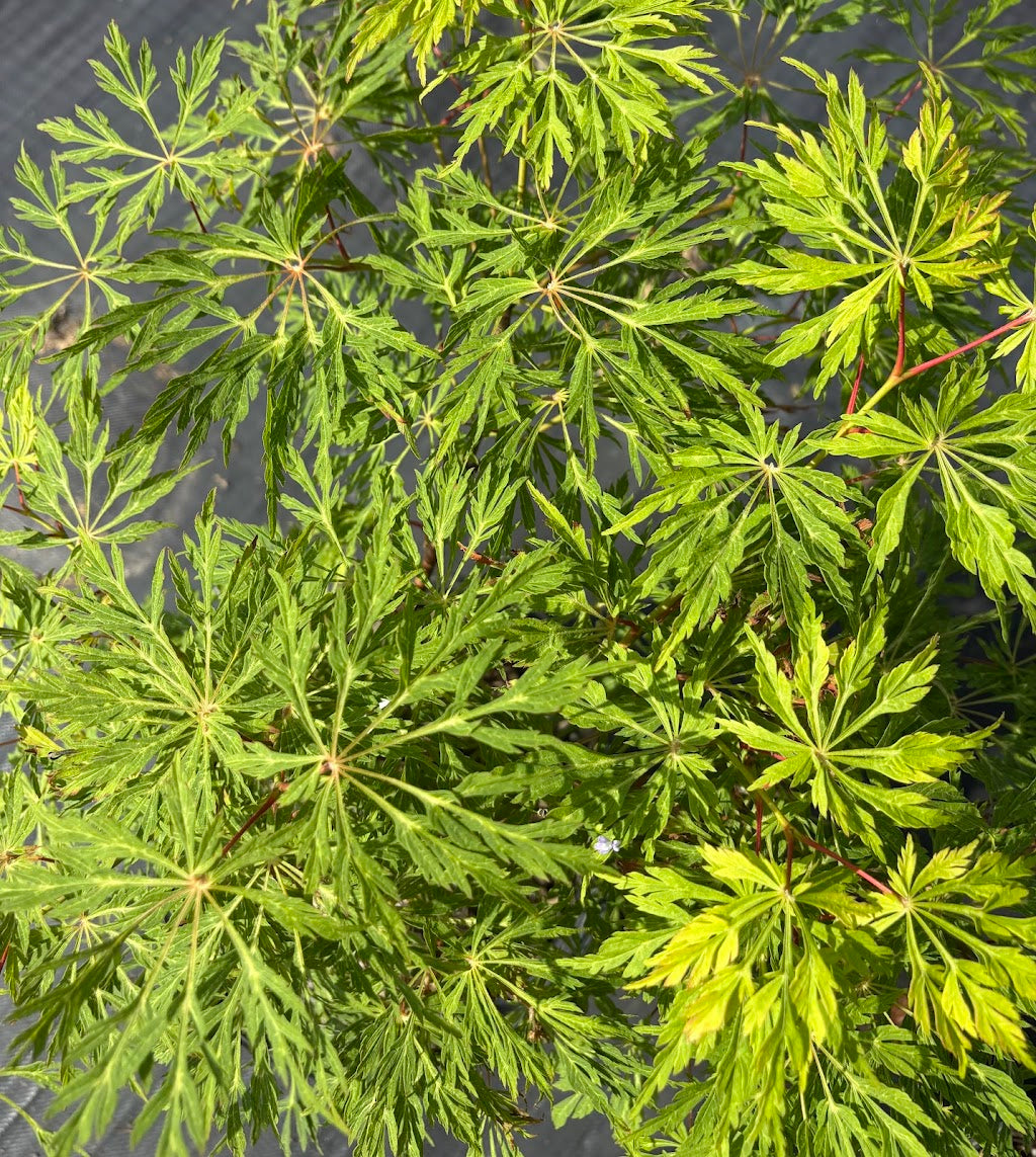 Acer japonicum 'Green Cascade' – Garden Treasures Nursery