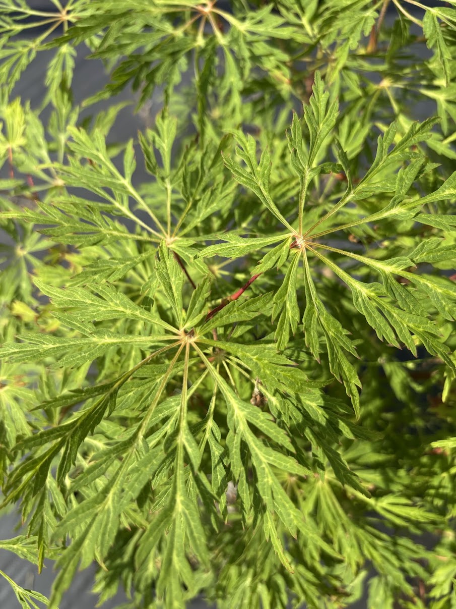 Acer japonicum 'Green Cascade'