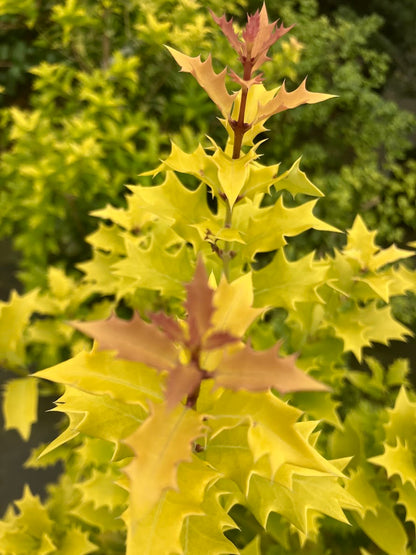 Osmanthus heterophyllus 'Ogon'