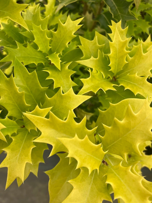 Osmanthus heterophyllus 'Ogon'