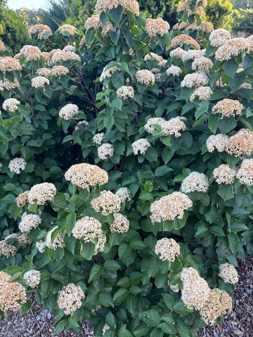 Viburnum dilatatum 'Asian Beauty'
