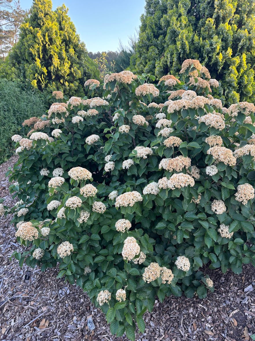 Viburnum dilatatum 'Asian Beauty'