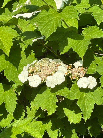 Viburnum opulus var. calvescens