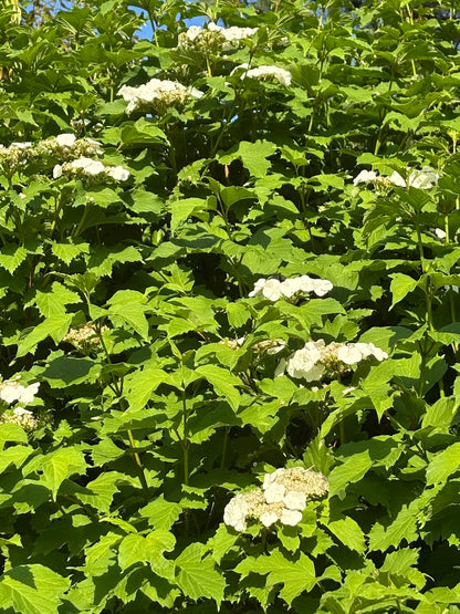 Viburnum opulus var. calvescens