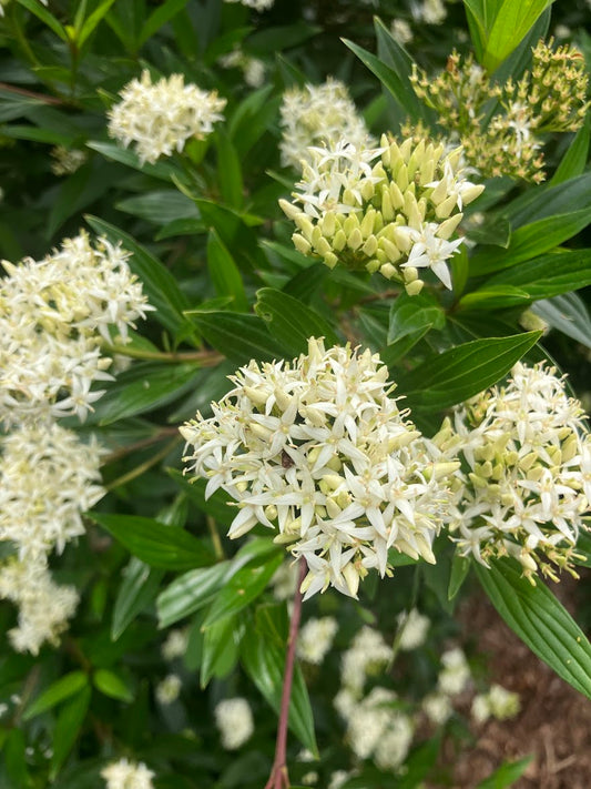 Cornus quinquenervis