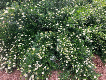 Cornus quinquenervis