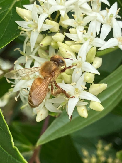 Cornus quinquenervis