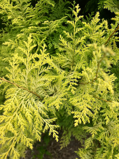 Chamaecyparis pisifera 'Harvard Gold'
