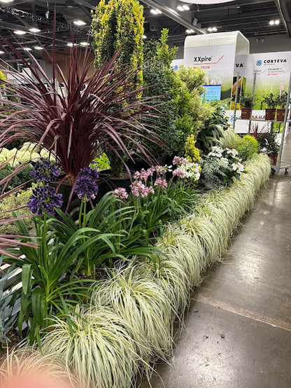 Carex 'Lunar Falls' pp 37205 - RARE!  EXCLUSIVE NEW GARDEN TREASURES RELEASE!!!
