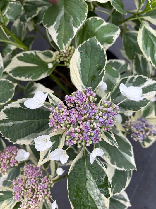 Hydrangea serrata 'Koijigahama' RARE