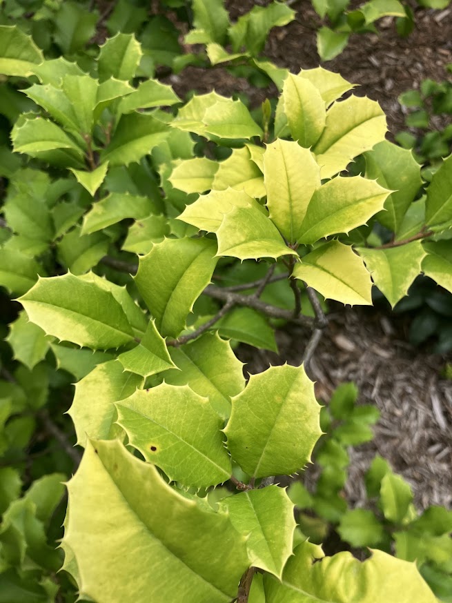 Ilex opaca 'Oh Sunny Day'