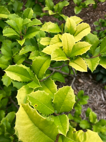 Ilex opaca 'Oh Sunny Day'