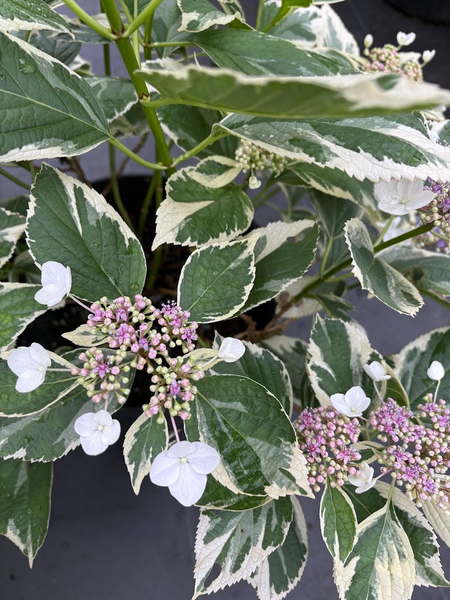 Hydrangea serrata 'Koijigahama' RARE