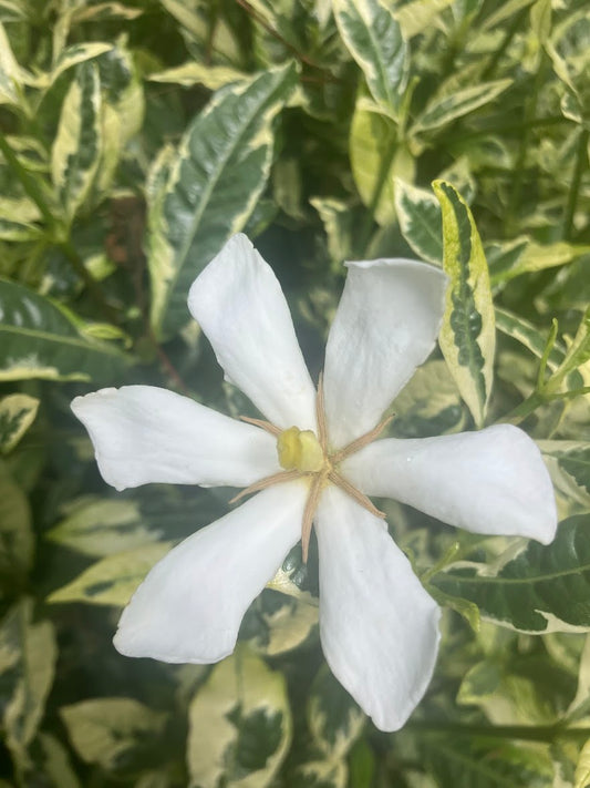 Gardenia jasminoides 'Kaleidoscope'