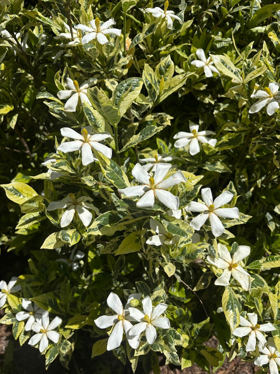 Gardenia jasminoides 'Kaleidoscope'