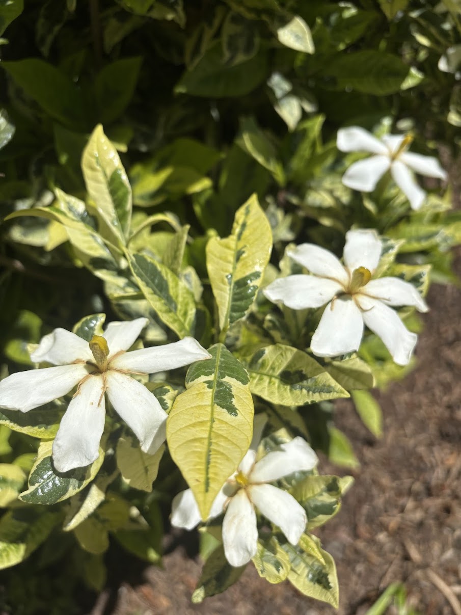 Gardenia jasminoides 'Kaleidoscope'