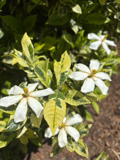Gardenia jasminoides 'Kaleidoscope'