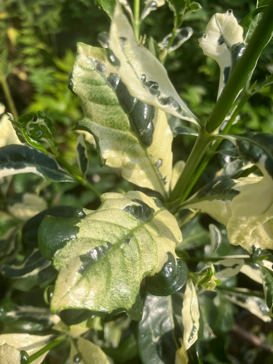 Gardenia jasminoides "White Sanko Variegated" RARE