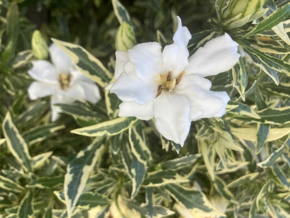 Gardenia radicans "variegated with double flowers"