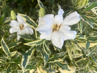 Gardenia jasminoides 'Radicans Variegated with double flowers'