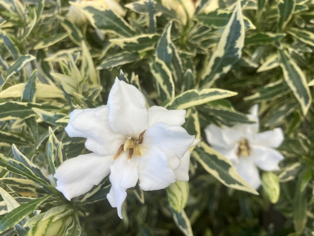 Gardenia radicans "variegated with double flowers"