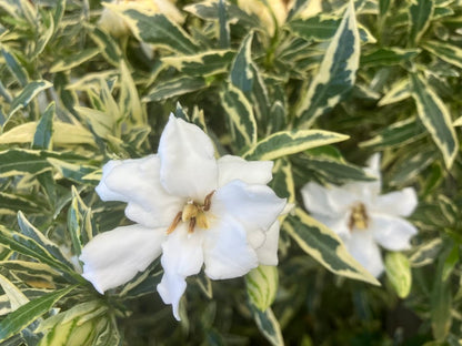 Gardenia jasminoides 'Radicans Variegated with double flowers'