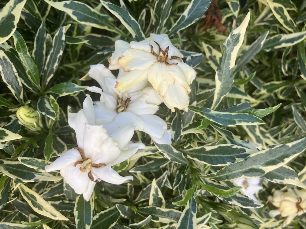 Gardenia radicans "variegated with double flowers"