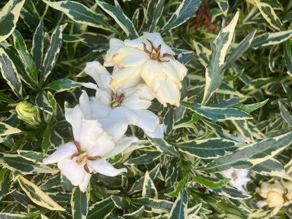 Gardenia jasminoides 'Radicans Variegated with double flowers'