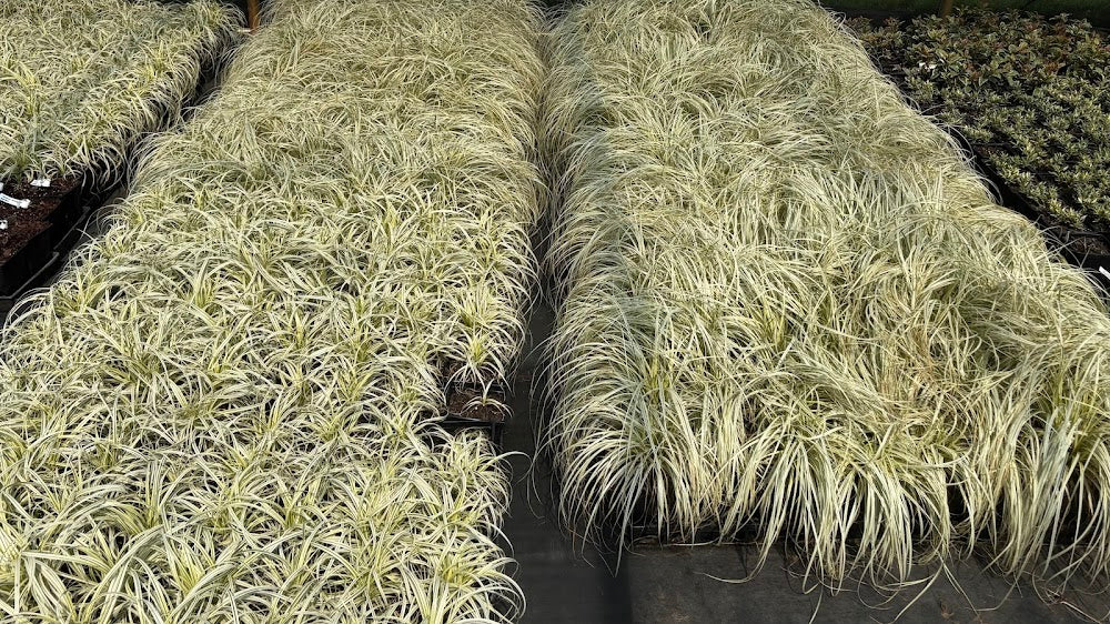 Carex 'Lunar Falls' ppaf - RARE!  EXCLUSIVE NEW GARDEN TREASURES RELEASE!!!