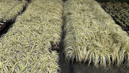 Carex 'Lunar Falls' pp 37205 - RARE!  EXCLUSIVE NEW GARDEN TREASURES RELEASE!!!