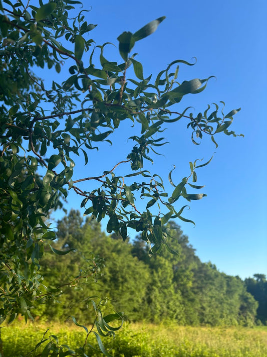 Salix 'Swizzlestick'