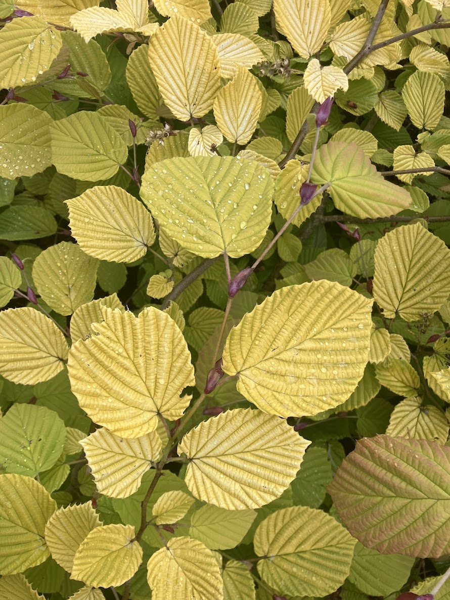 Corylopsis spicata 'Golden Spring'