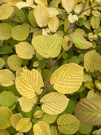 Corylopsis spicata 'Golden Spring'