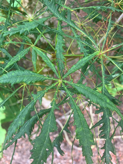 Aesculus hippocastanum 'Laciniata'