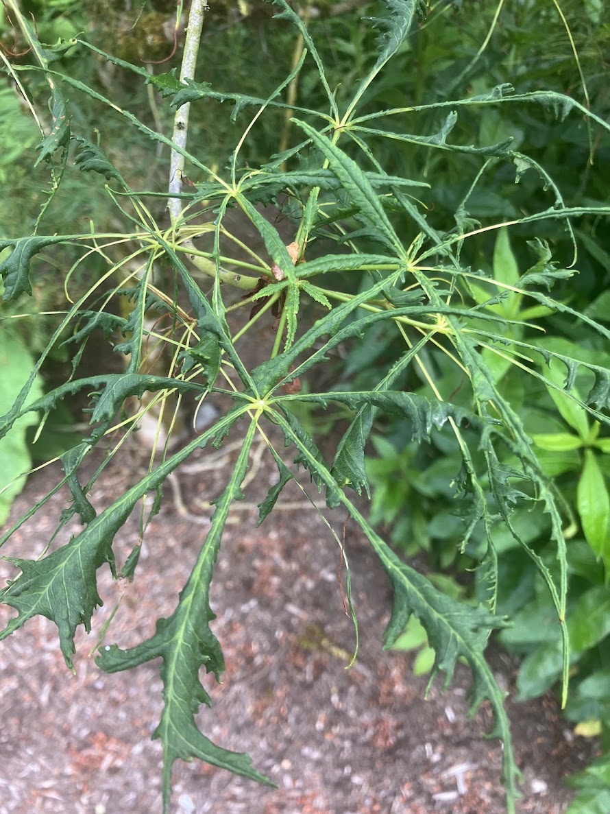 Aesculus hippocastanum 'Laciniata'