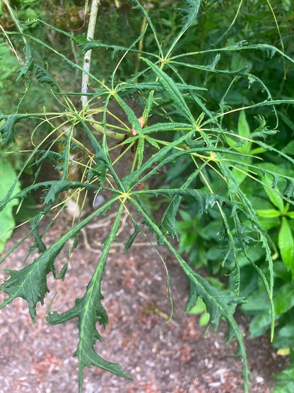 Aesculus hippocastanum 'Laciniata'