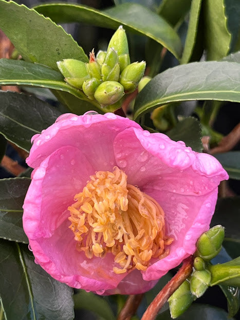 Camellia 'Origami Twist' - EXCLUSIVE NEW RELEASE.  GARDEN TREASURES INTRODUCTION