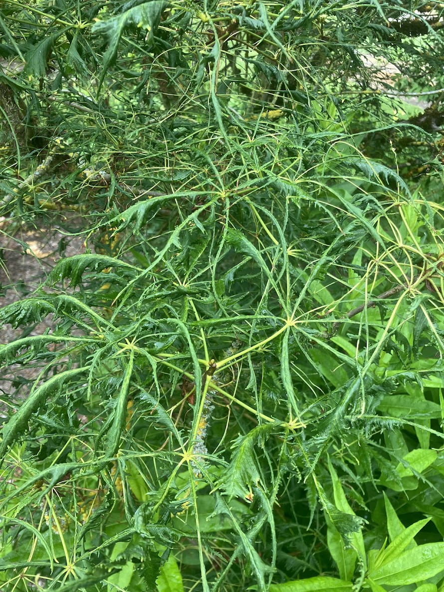 Aesculus hippocastanum 'Laciniata'