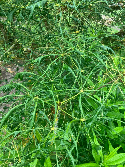 Aesculus hippocastanum 'Laciniata'